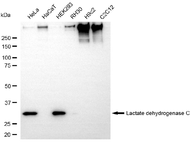 LDHC Antibody in Western Blot (WB)