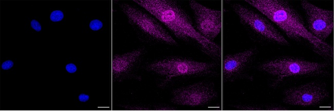 Latexin Antibody in Immunocytochemistry (ICC/IF)