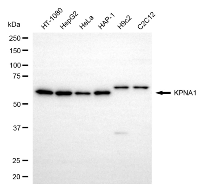 KPNA1 Antibody in Western Blot (WB)