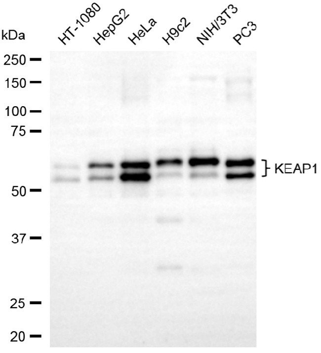KEAP1 Antibody in Western Blot (WB)