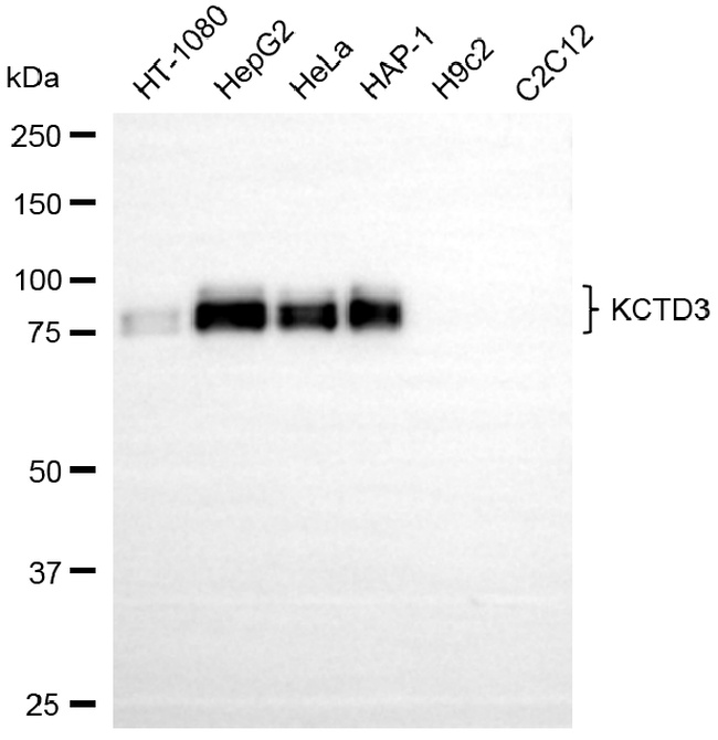 KCTD3 Antibody in Western Blot (WB)