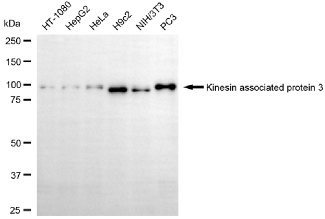 KAP3 Antibody in Western Blot (WB)