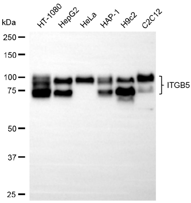 ITGB5 Antibody in Western Blot (WB)