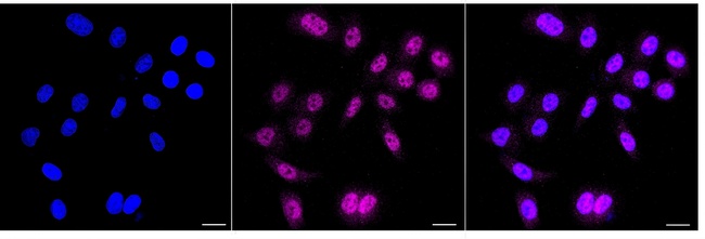 IRF3 Antibody in Immunocytochemistry (ICC/IF)