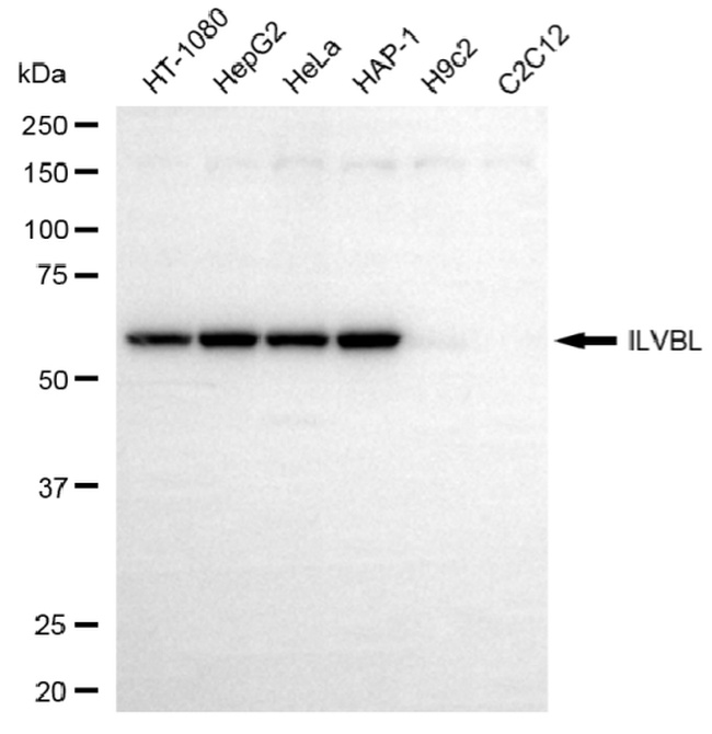 ILVBL Antibody in Western Blot (WB)