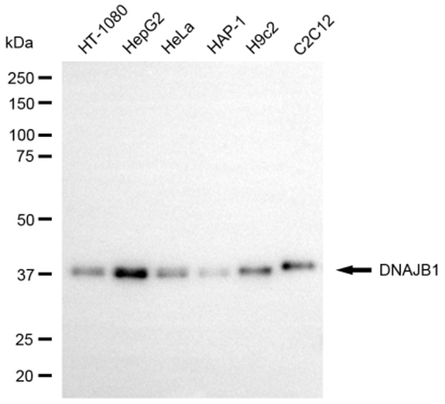 HSP40 Antibody in Western Blot (WB)