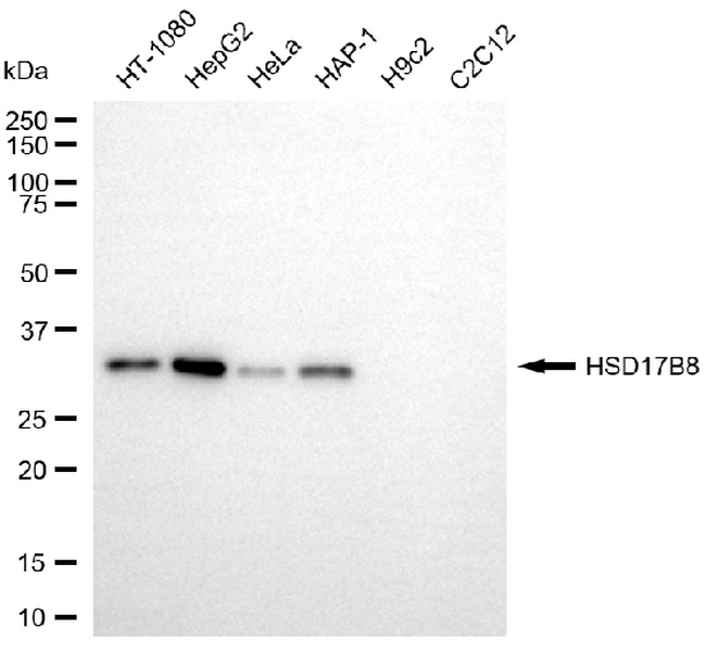 HSD17B8 Antibody in Western Blot (WB)