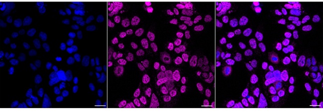 hnRNP UL1 Antibody in Immunocytochemistry (ICC/IF)