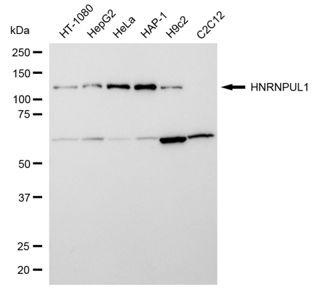 hnRNP UL1 Antibody in Western Blot (WB)