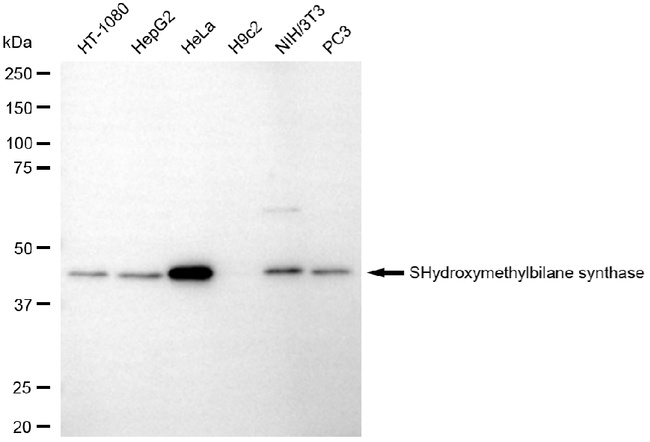HMBS Antibody in Western Blot (WB)