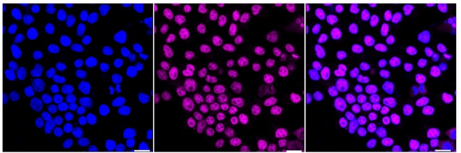 HIF1AN Antibody in Immunocytochemistry (ICC/IF)