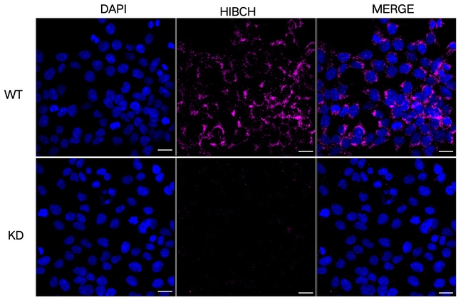 HIBCH Antibody in Immunocytochemistry (ICC/IF)