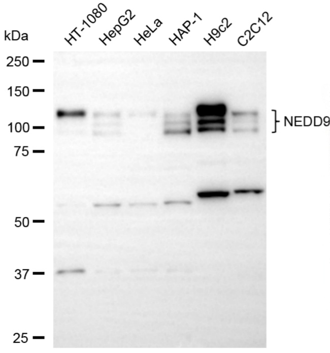 HEF1 Antibody in Western Blot (WB)