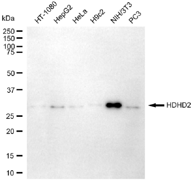 HDHD2 Antibody in Western Blot (WB)