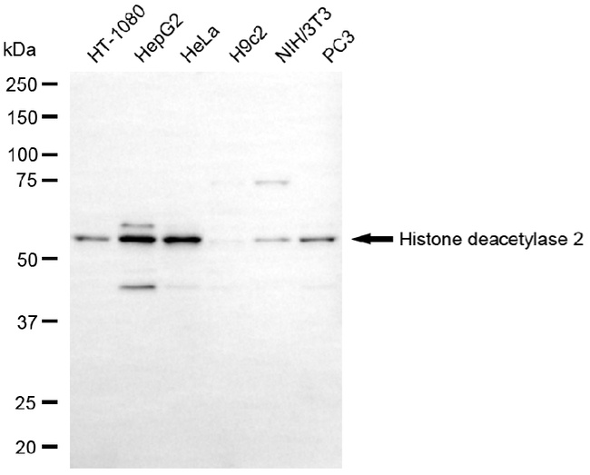 HDAC2 Antibody in Western Blot (WB)