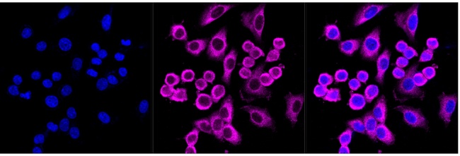 HARS Antibody in Immunocytochemistry (ICC/IF)