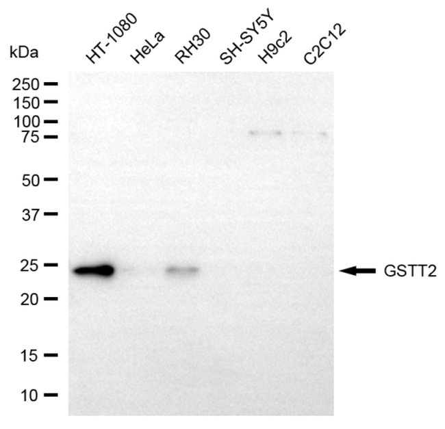GSTT2 Antibody in Western Blot (WB)