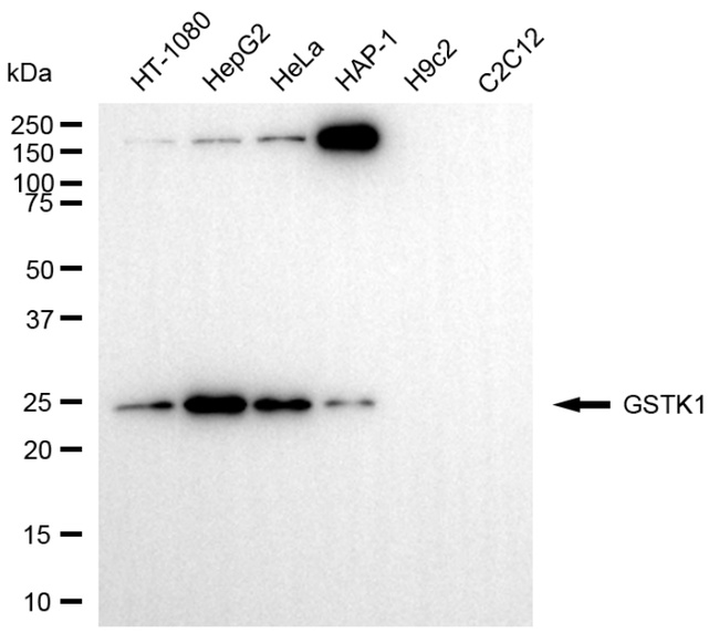 GSTK1 Antibody in Western Blot (WB)