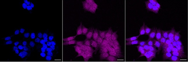 GPX4 Antibody in Immunocytochemistry (ICC/IF)