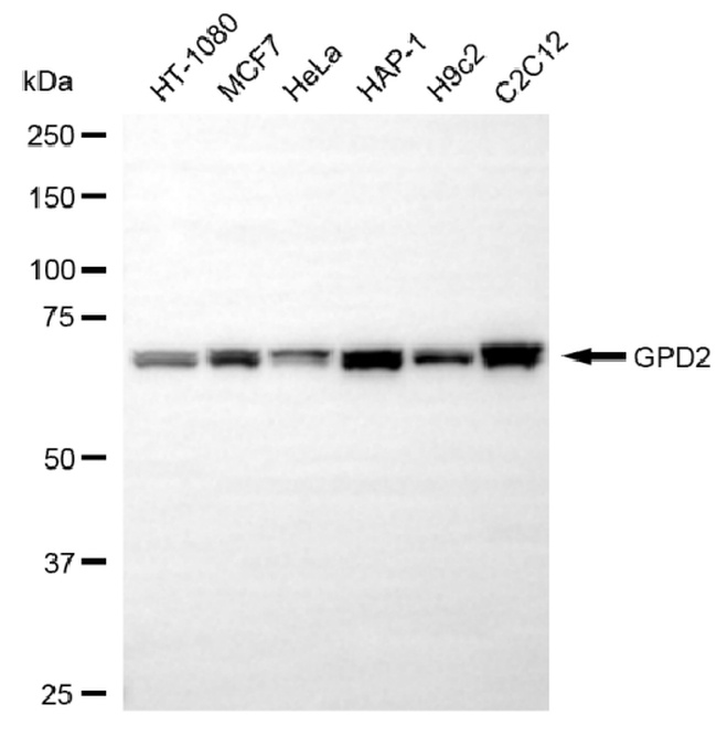 GPD2 Antibody in Western Blot (WB)