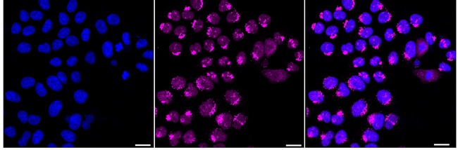 GM130 Antibody in Immunocytochemistry (ICC/IF)