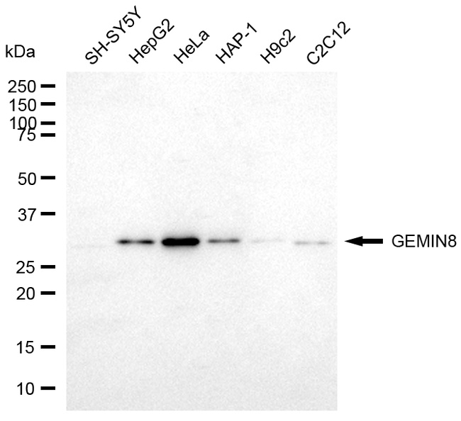 GEMIN8 Antibody in Western Blot (WB)
