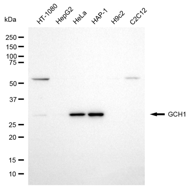 GCH1 Antibody in Western Blot (WB)