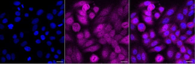 GALE Antibody in Immunocytochemistry (ICC/IF)