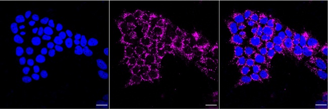 Furin Antibody in Immunocytochemistry (ICC/IF)