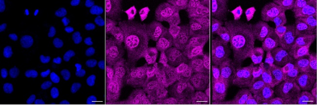 FUBP3 Antibody in Immunocytochemistry (ICC/IF)