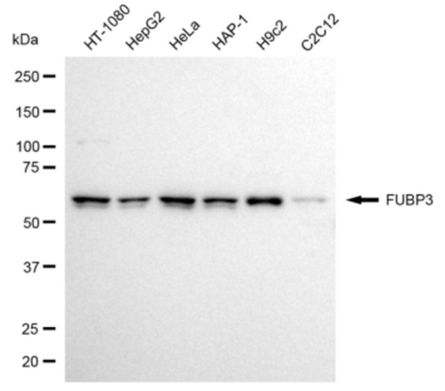 FUBP3 Antibody in Western Blot (WB)
