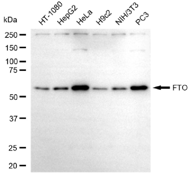 FTO Antibody in Western Blot (WB)