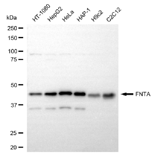 FNTA Antibody in Western Blot (WB)