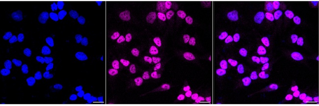 FKBP5 Antibody in Immunocytochemistry (ICC/IF)