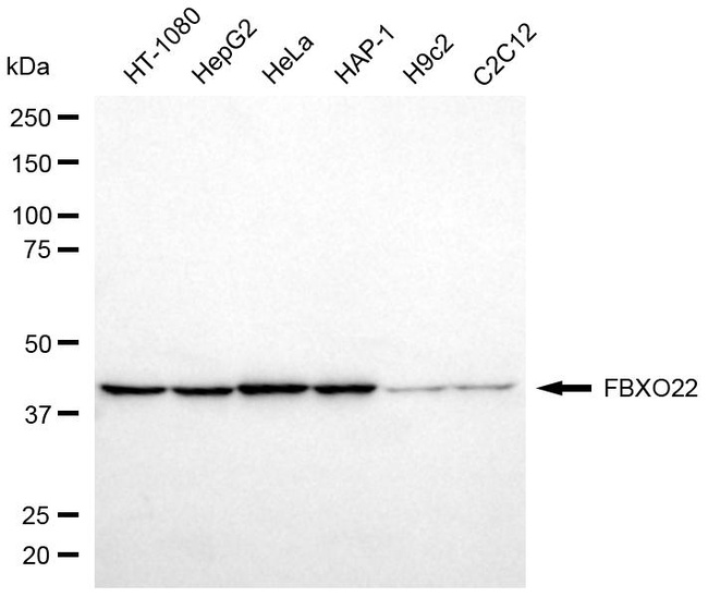 FBXO22 Antibody in Western Blot (WB)