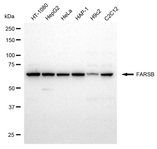 FARSB Antibody in Western Blot (WB)