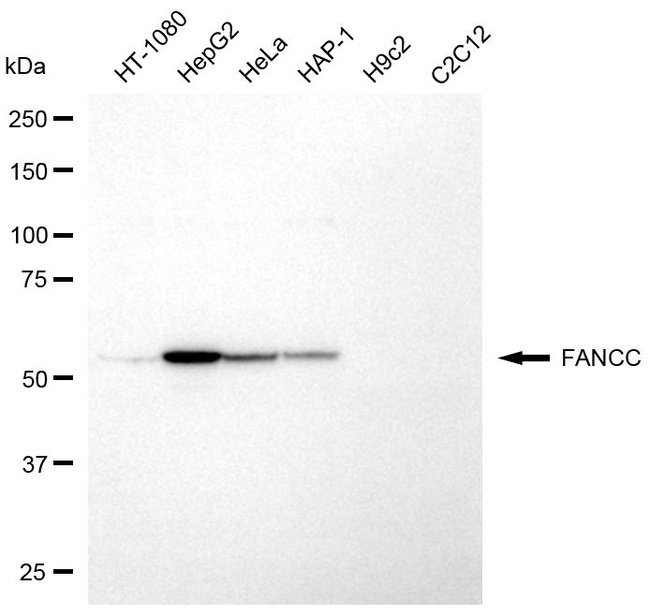 FANCC Antibody in Western Blot (WB)