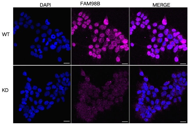 FAM98B Antibody in Immunocytochemistry (ICC/IF)