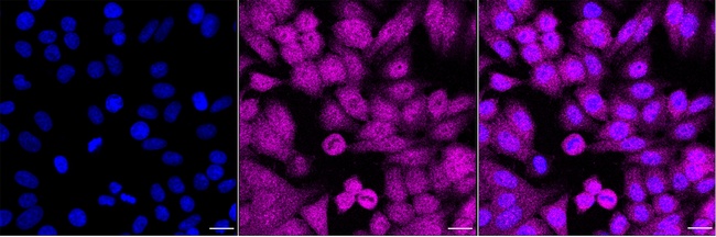 FAF1 Antibody in Immunocytochemistry (ICC/IF)