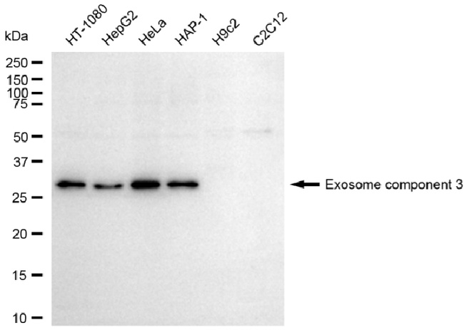 EXOSC3 Antibody in Western Blot (WB)