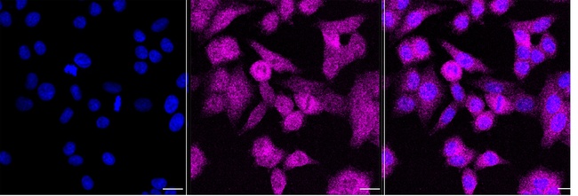EXOSC1 Antibody in Immunocytochemistry (ICC/IF)