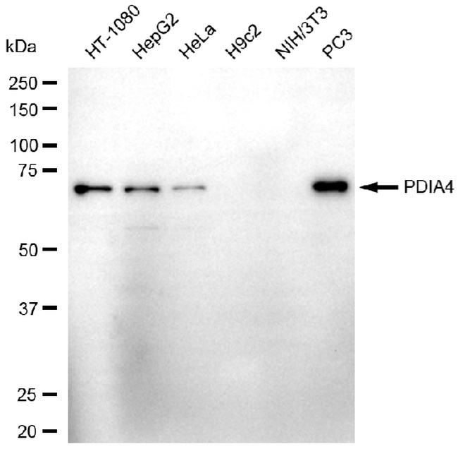 ERp72 Antibody in Western Blot (WB)