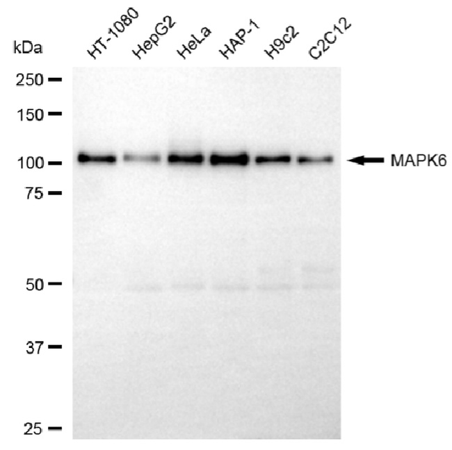 ERK3 Antibody in Western Blot (WB)