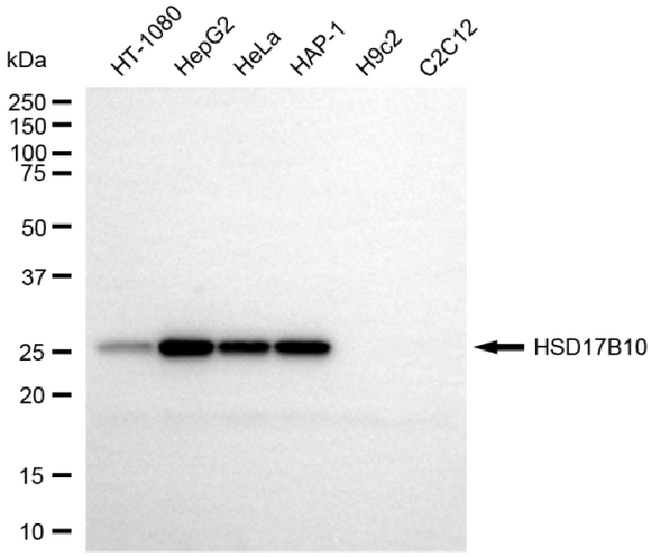 ERAB Antibody in Western Blot (WB)