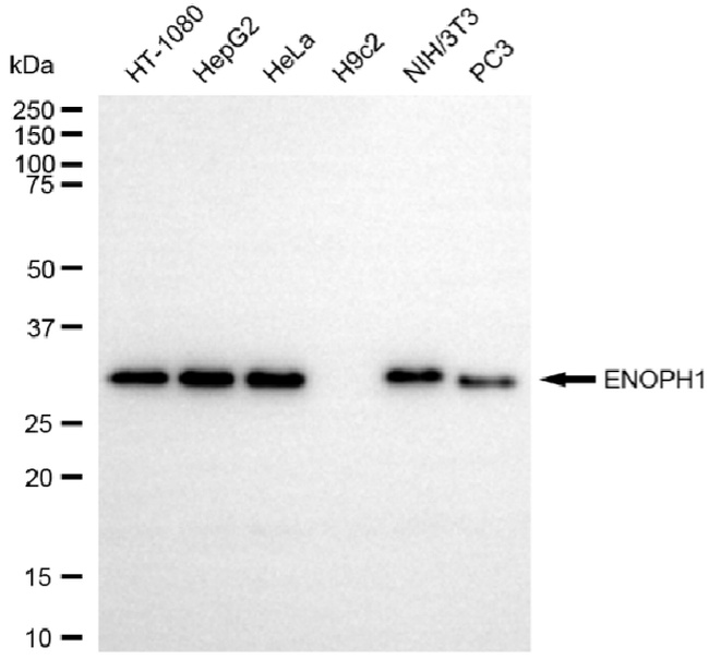 ENOPH1 Antibody in Western Blot (WB)
