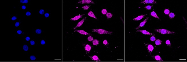 ENDOG Antibody in Immunocytochemistry (ICC/IF)