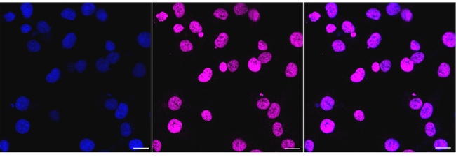 EMAP II Antibody in Immunocytochemistry (ICC/IF)