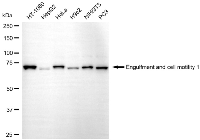 ELMO1 Antibody in Western Blot (WB)