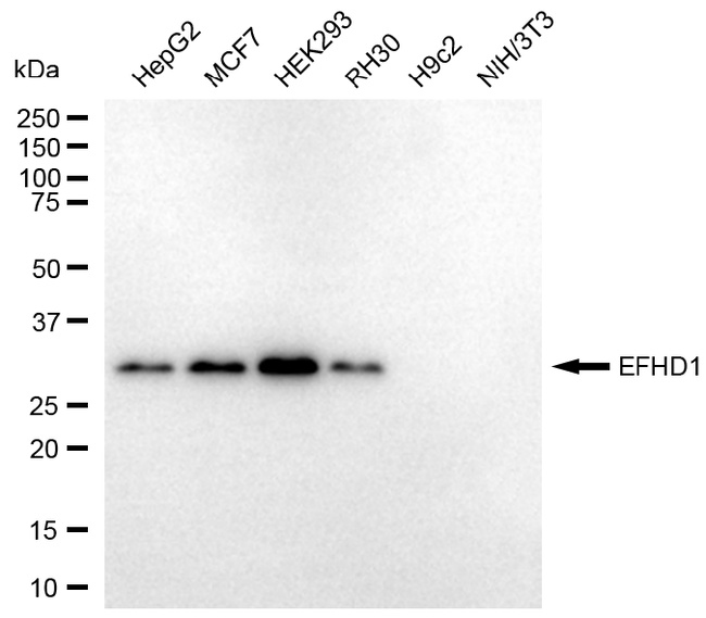 EFHD1 Antibody in Western Blot (WB)
