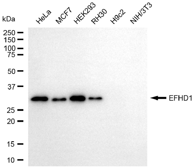 EFHD1 Antibody in Western Blot (WB)